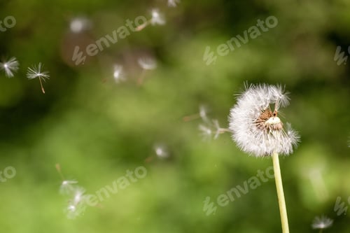 Preview: Closeup selective focus shot of a cute Dandelion flowering plant