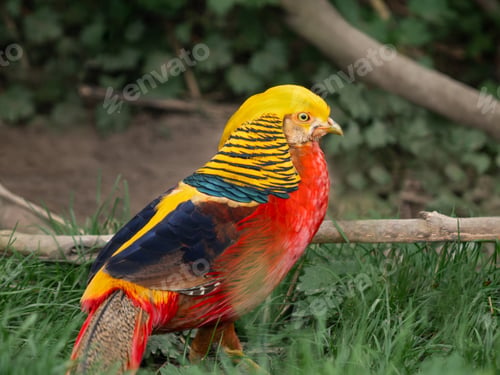 Preview: Golden pheasant or Chrysolophus pictus, also known as Chinese pheasant.