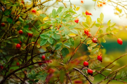 Preview: Beautiful rosehip bush on a sunny autumn day