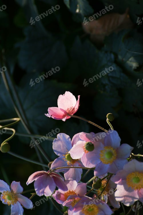 Preview: Closeup of beautiful white flowers in the park