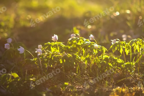 Preview: Anemone nemorosa in a wild spring forest. Beautiful white wildflowers.