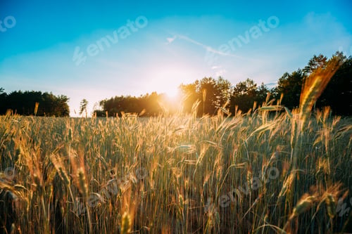 Preview: Summer Sun Shining Over Agricultural Landscape Of Green Wheat Fi