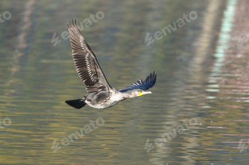 Preview: Elegantly-colored gray and yellow bird soars through the air near a tranquil body of water