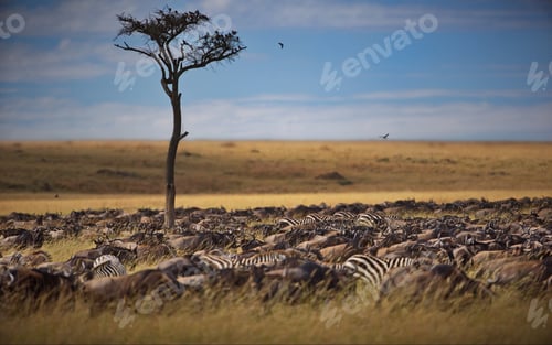 Preview: Group of animals in Masai Mara, Kenya