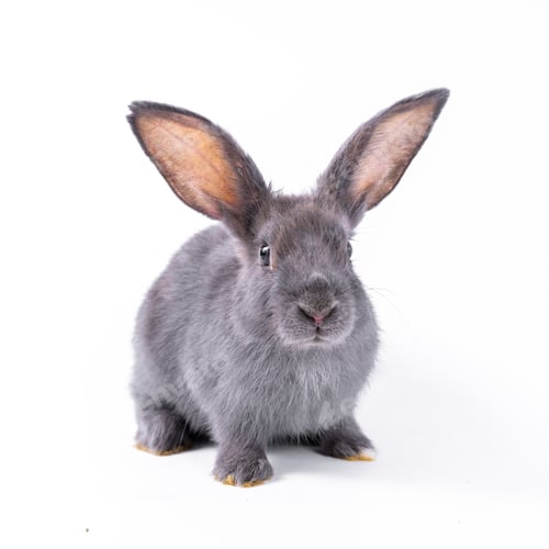 Preview: Cute looking brown rabbit isolated white background