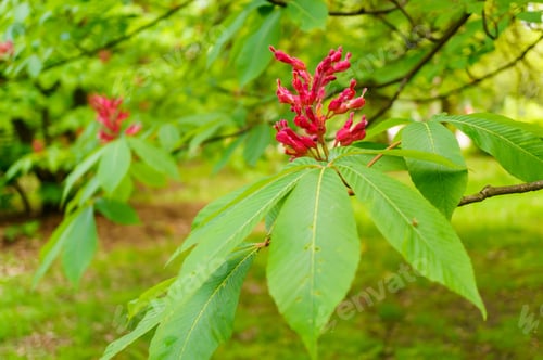 Preview: Closeup of Red buckeye (Aesculus pavia) flowers