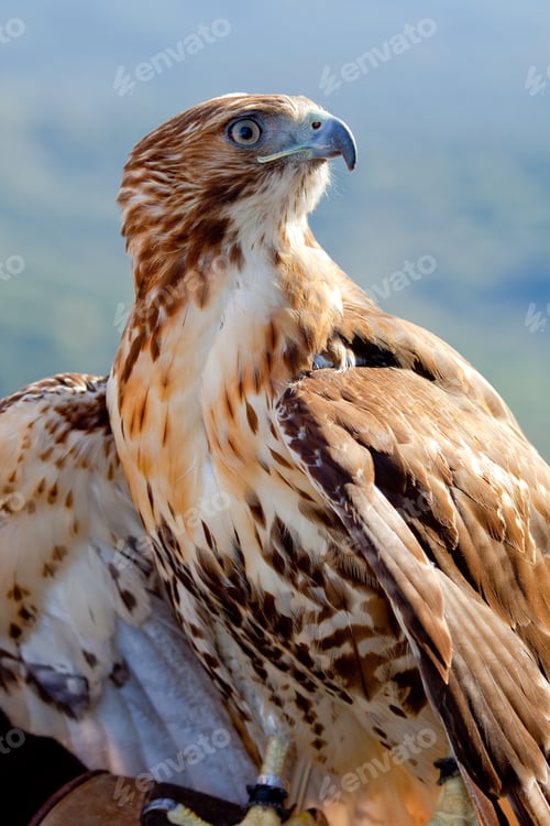 Preview: Eagle of red tail (Buteo jamaicensis)