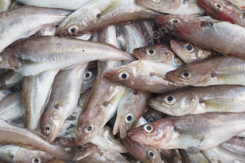 Preview: Freshly harvested fish ready for sale at the market a sea of abundant seafood