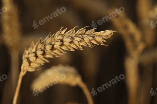 Preview: Ripe wheat spike in agricultural field, closeup