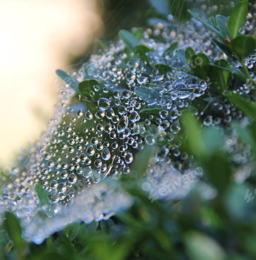 Preview: Beautiful nature view of early morning dew on spiderweb at green garden’s bush & sunflare background