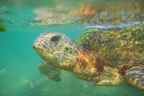 Preview: Turtle