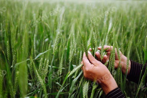 Preview: Farmer hand touches, checks immature sprouts of wheat. Agricultural growth, farming business concept