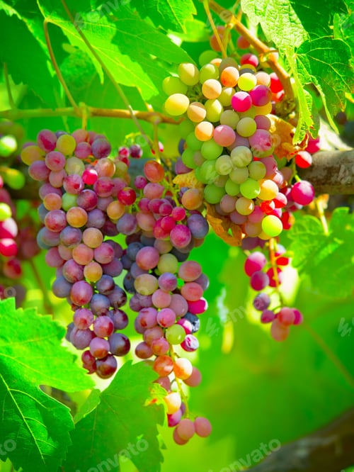 Preview: Fresh Grapes