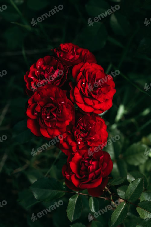 Preview: close up view of beautiful red roses
