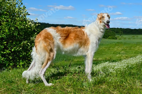Preview: Borzoi dog