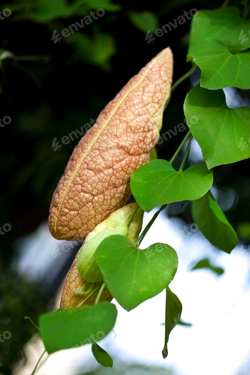 Preview: Exotic plant in a greenhouse