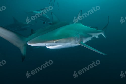 Preview: Underwater side view of oceanic black tip shark, Aliwal Shoal, Durban, South Africa