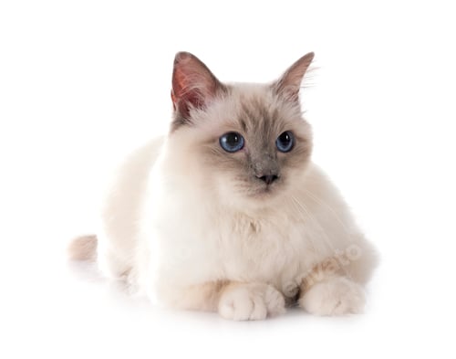 Preview: birman cat in studio