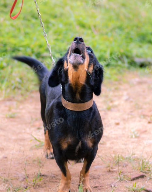 Preview: Angry looking dachshund mom dog barking at master, face front view, master hold the dog leash
