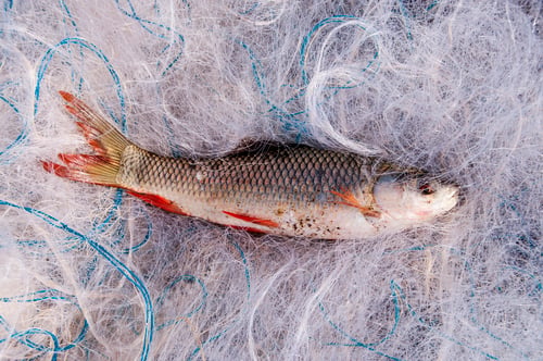 Preview: Fresh fish in a fishing nets.