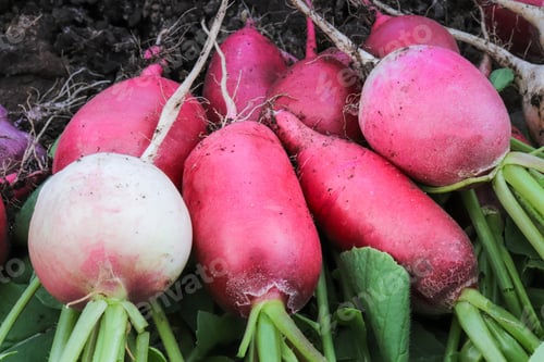 Preview: Freshly picked, purple colorful radishes in a blue plastic container. Growing radishes.