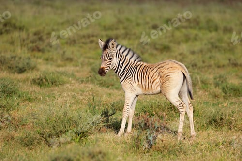 Preview: Plains zebra foal in natural habitat