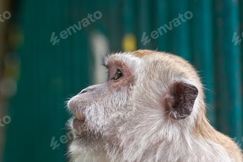 Preview: Macaque monkey in the batu caves of malaysia
