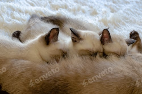 Preview: Three little cute Siamese kittens suck a tit breast at the mother cat. Kittens eat mother`s milk.