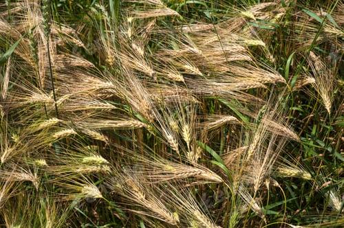 Preview: a mixture of yellow and green cereal ears, rye and wheat, barley