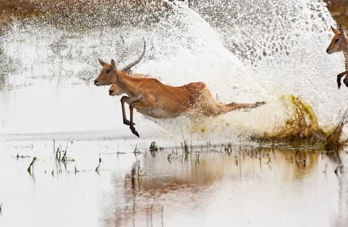 Preview: Red Lechwe Antelopes - Botswana