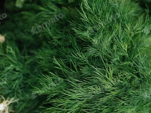 Preview: Fresh green vegetables at public market