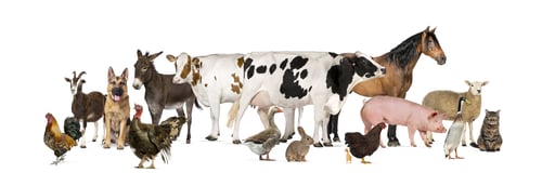 Preview: Large group of many farm animals standing together