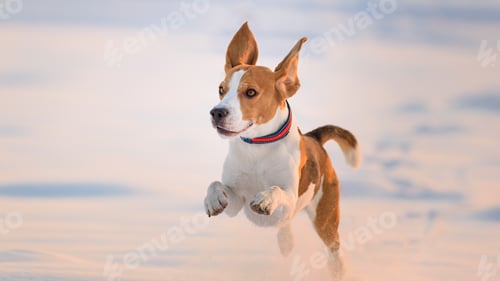 Preview: Domestic Dog, Beagle, adult, running on snow covered field