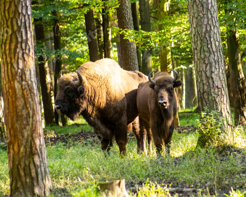 Preview: Horizontal photo of a wisent in the wilderness