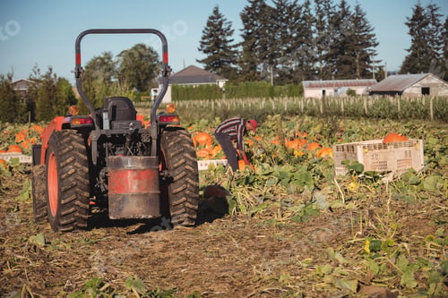 Preview: Mature man bending over picking pumpkins on rural farm into plastic crates near red tractor, barns