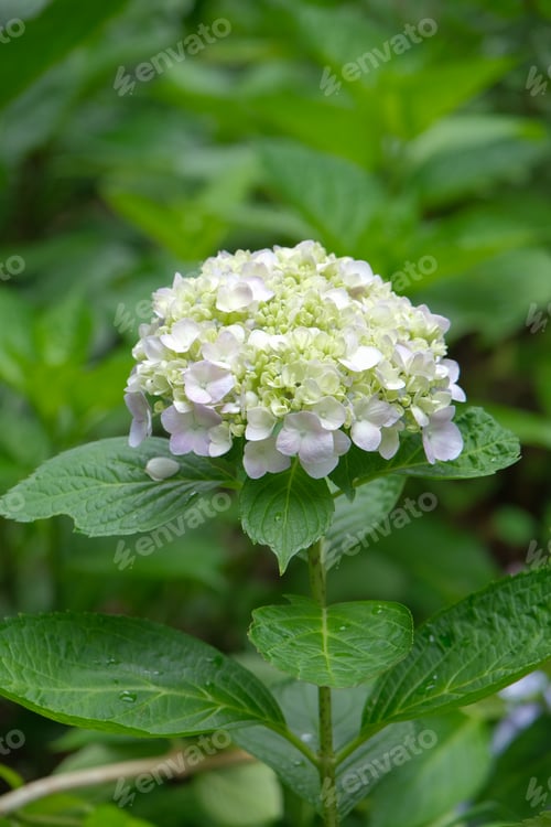 Preview: blue hydrangea flowers and bushes over blooming in the sunny day, blurred foreground