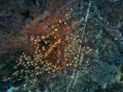 Preview: Aerial view of colorful forest trees, nature background