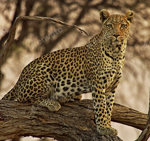 Preview: A Creative Botswana Wildlife picture of World