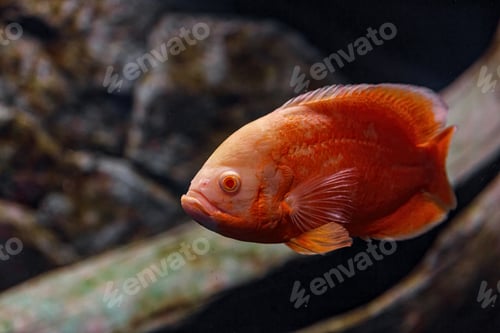 Preview: Underwater photography of Oscar fish (fish)