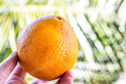 Preview: fruit