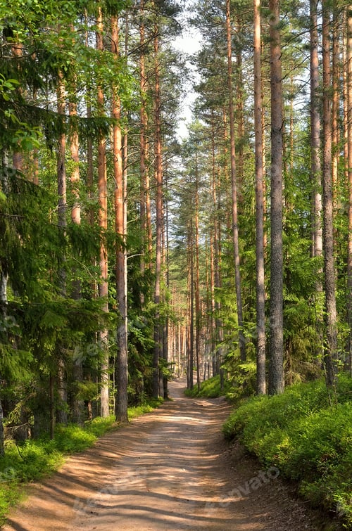 Preview: Path through pine trees in forest