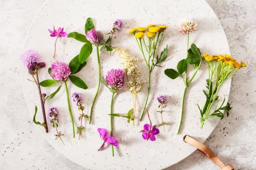Preview: medical flowers herbs, alternative medicine healthy lifestyle. clover milfoil tansy rosebay