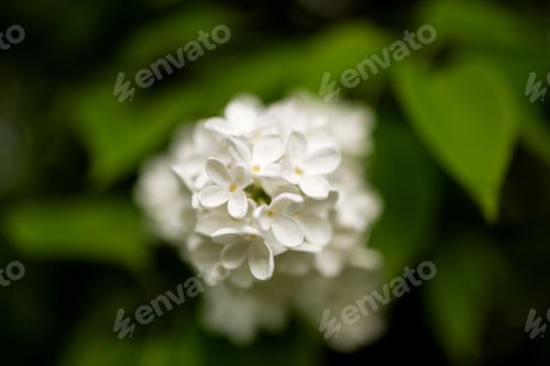 Preview: Petals of white lilac with yellow stamens close-up