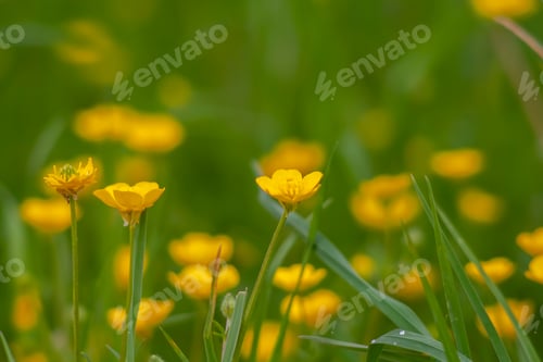 Preview: Meadow flowers