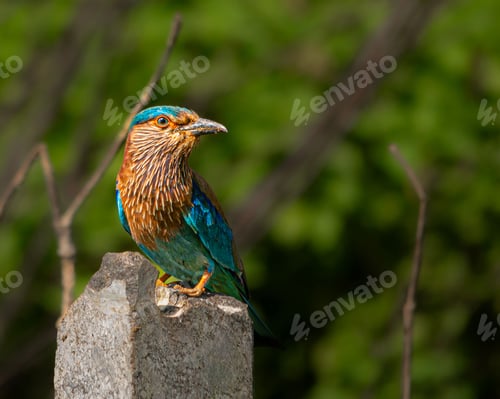 Preview: Vibrant Indian Roller bird perched on a stone pillar