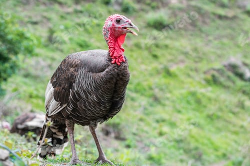 Preview: large bird posing and looking at the camera. large bird with a red head and neck. food concept