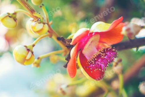Preview: colorful flower background