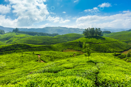 Preview: Tea plantations