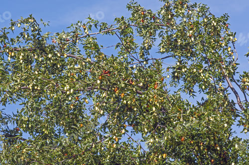 Preview: Jujube (Ziziphus Jujuba). Called Red Date, Chinese Date, Korean Date And Indian Date Also