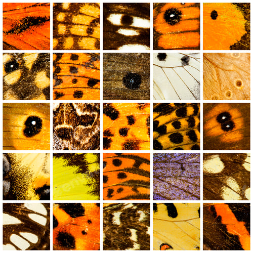 Preview: Butterfly pattern set